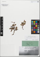 Foto von Salix glabra Scop. x Salix retusa L.